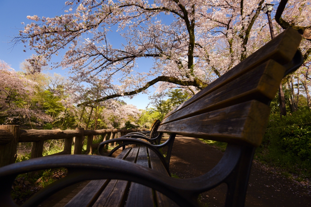 Bench under SAKURA trees